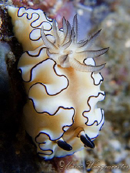 Chromodorididae Nudibranch (Glossodoris atromarginata) in... by Marco Waagmeester 
